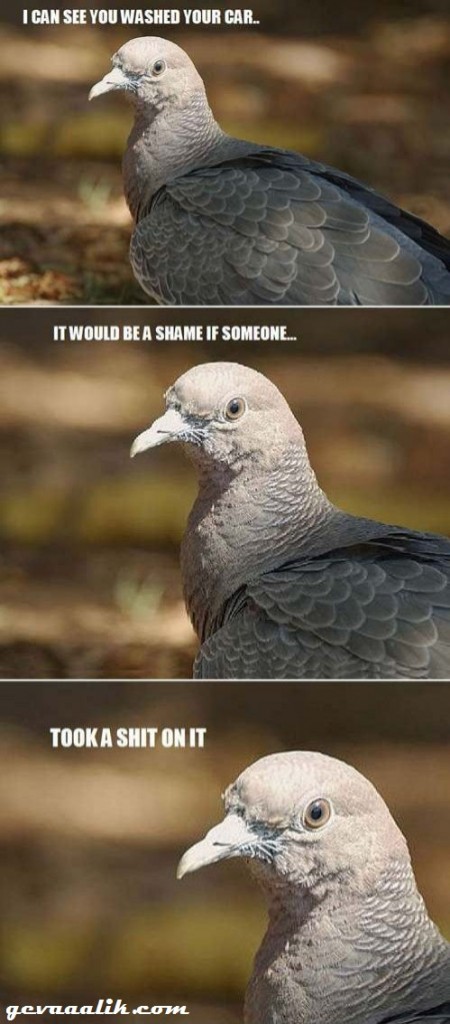 Snaaks (4)