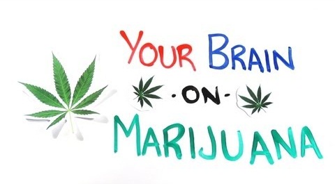 your-brain-on-marijuana