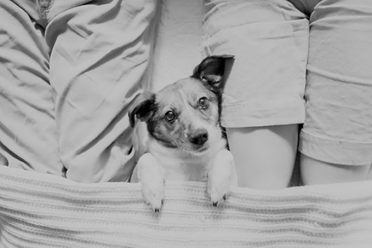 Couple does Newborn Photoshoot with dog (10)
