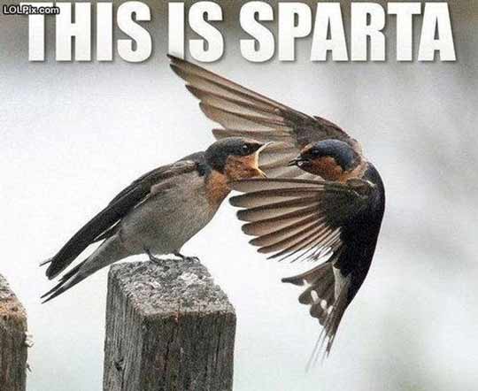 Spartasparrow