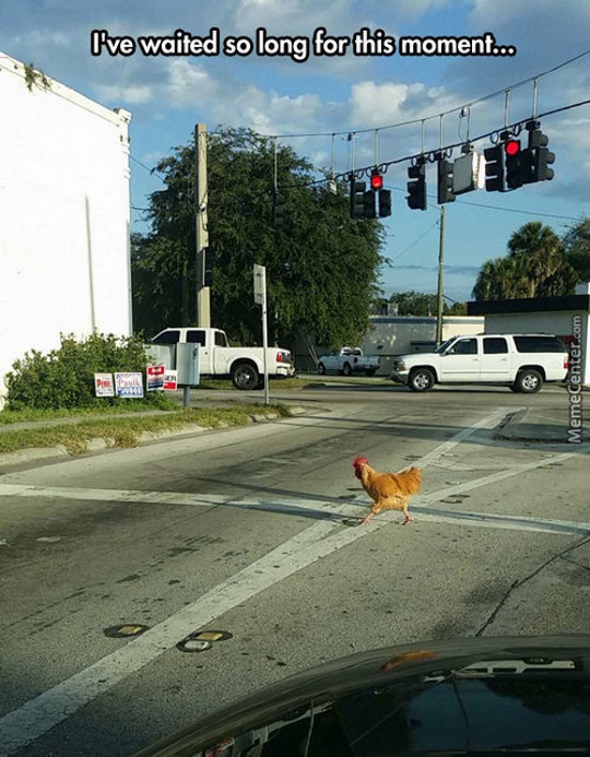 Chicken cross the road
