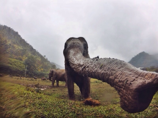 Elephant GoPro Picture