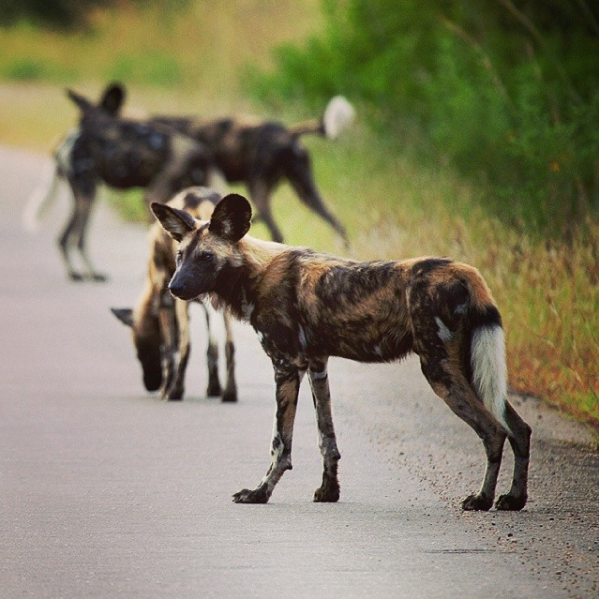 Wild dogs in Kruger national Park