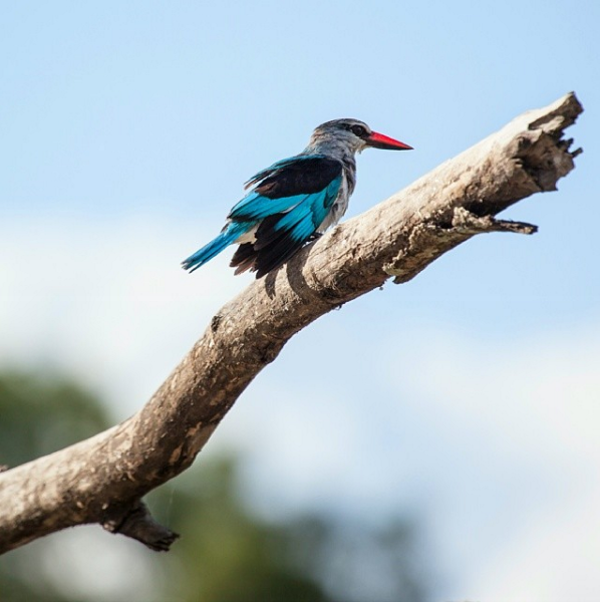 Woodland Kingfisher in Kruger