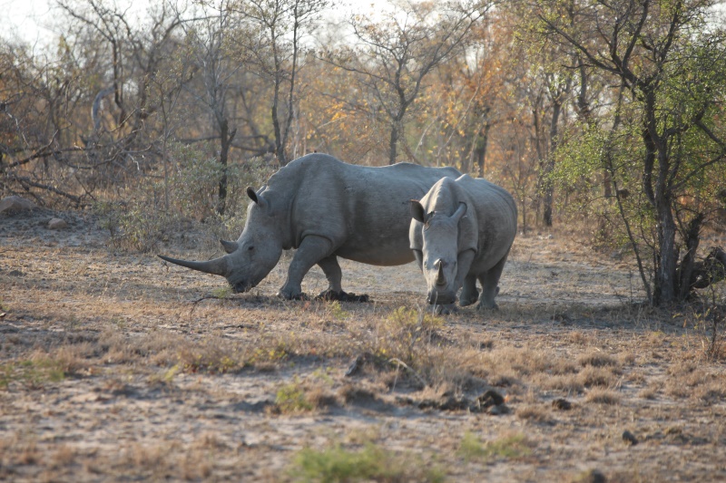 White rhino in Kruger Park South Africa