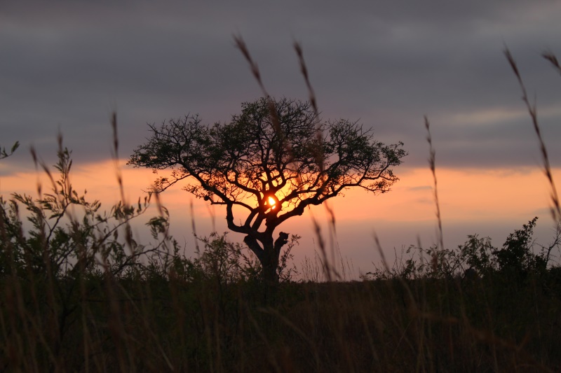 Kruger Park South Africa sunrise