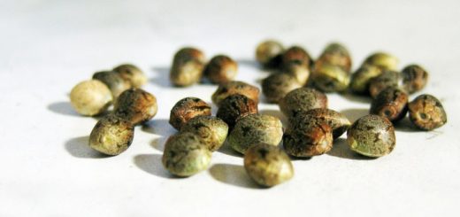 Finding the best price for cannabis seeds