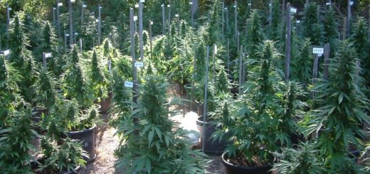 How to grow cannabis in South Africa