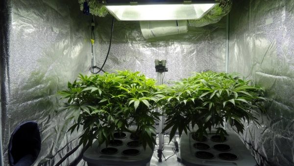 What you need from a grow tent kit in South Africa