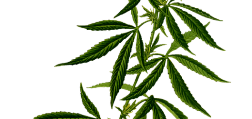 What are Cannabis Strains?