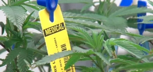 Help om die Medical Cannabis Cultivation Guidelines te vorm