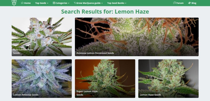Lemon Haze Seed review