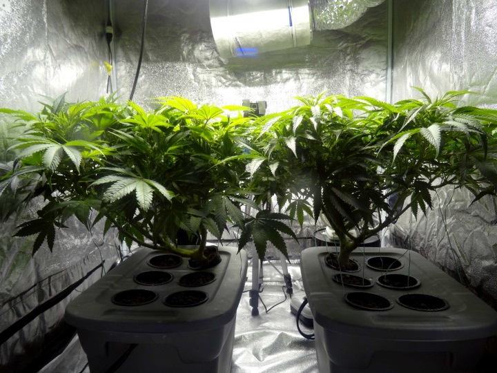 How to grow cannabis in South Africa - an indoor dagga grow in a grow tent