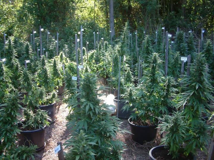 How to grow cannabis in South Africa - an outdoor dagga grow