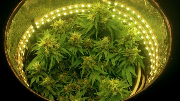 indoor grow in a space bucket with LED lights