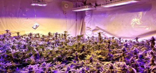 Should you have an indoor grow?