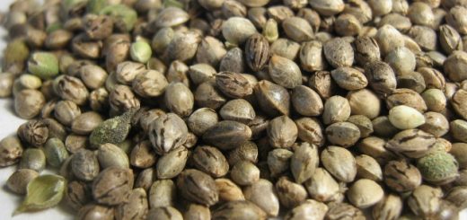 How to buy Cannabis Seeds in South Africa