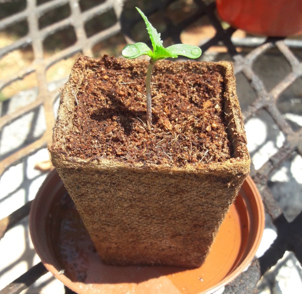 A sprouted marijuana seed