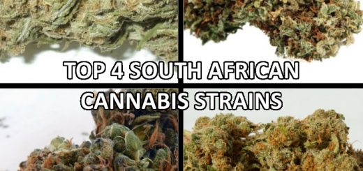 The 4 best South African cannabis strains