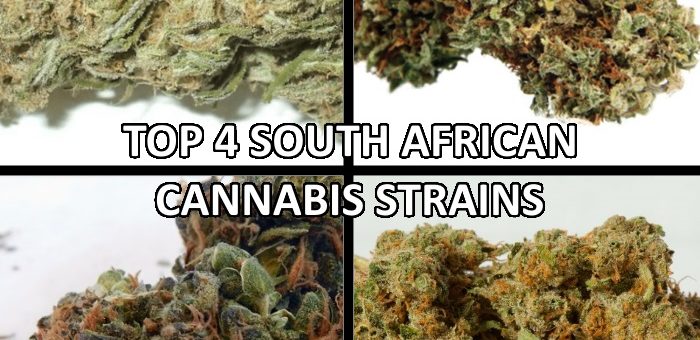The 4 best South African cannabis strains