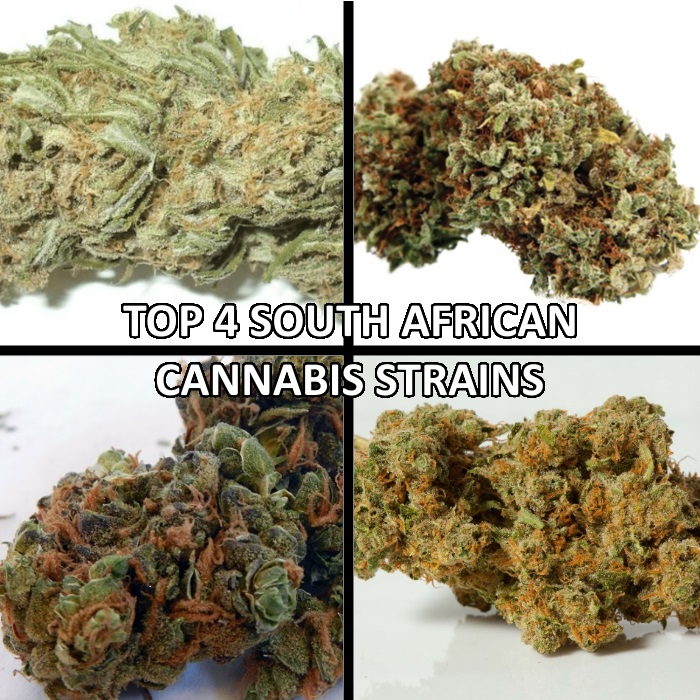 South African Cannabis Strains