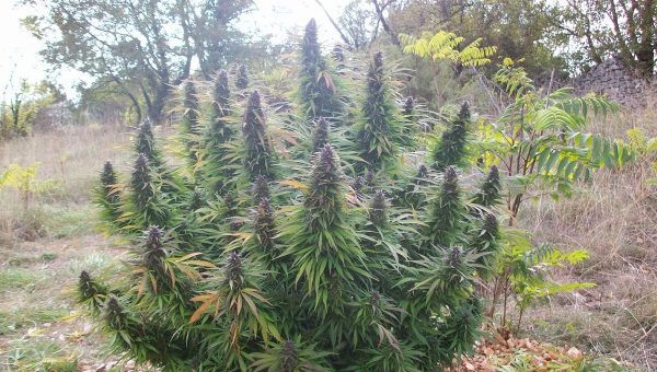 The best cannabis strains to grow outdoors in South Africa now