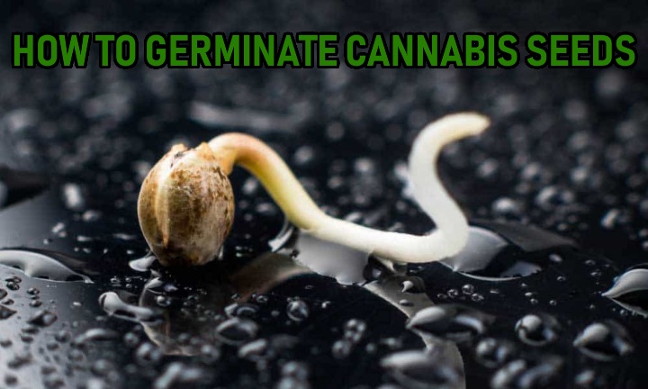 Best way to germinate cannabis seeds
