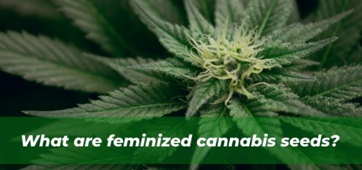 Feminized cannabis seeds explained