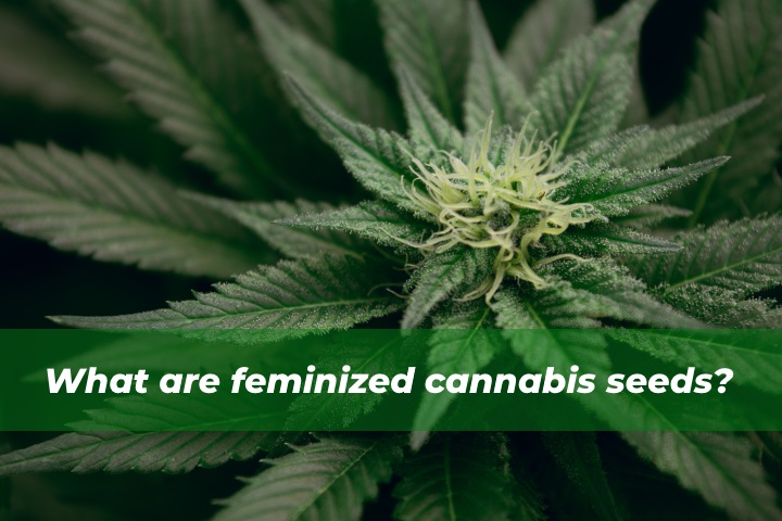 A plant grown from feminized cannabis seeds