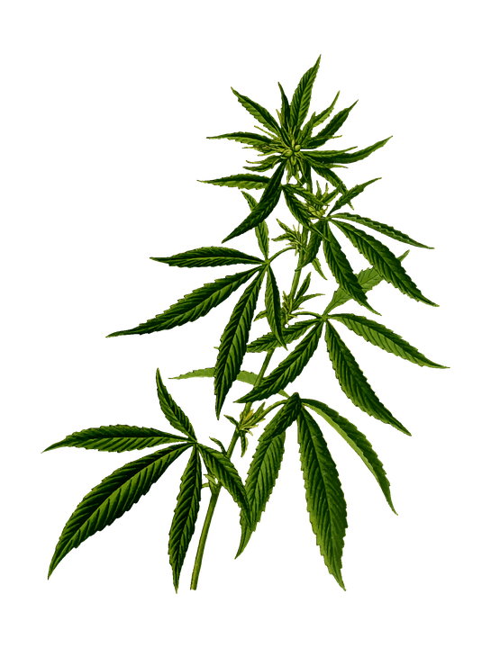 Cannabis Sativa Strain
