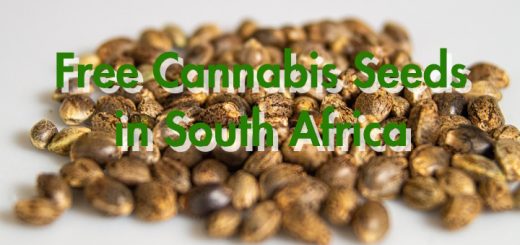 How to get Free Cannabis Seeds in South Africa