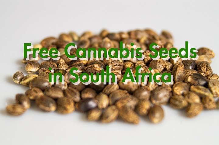 Free Cannabis Seeds South Africa